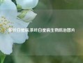 茶叶白星病,茶叶白星病生物防治图片