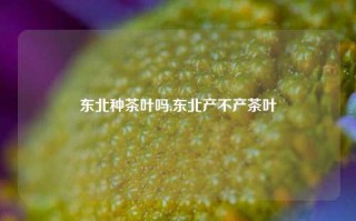 东北种茶叶吗,东北产不产茶叶