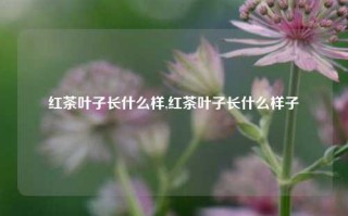 红茶叶子长什么样,红茶叶子长什么样子