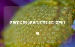 信阳毛尖茶叶信阳毛尖茶叶的功效与作用