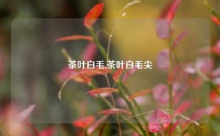 茶叶白毛,茶叶白毛尖