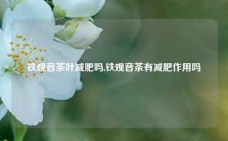 铁观音茶叶减肥吗,铁观音茶有减肥作用吗