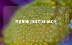 茶叶花图片茶叶花图片简笔画