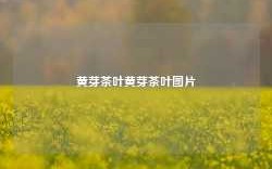 黄芽茶叶黄芽茶叶图片