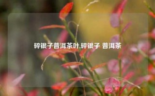 碎银子普洱茶叶,碎银子 普洱茶