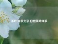 茶叶 绿茶北京 日照茶叶绿茶