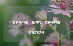 三七和茶叶能一起喝吗三七和茶叶能一起喝吗女性