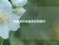 采摘茶叶采摘茶叶的图片