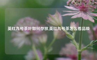 英红九号茶叶如何存放,英红九号茶怎么看品级