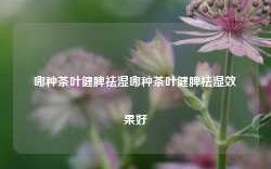 哪种茶叶健脾祛湿哪种茶叶健脾祛湿效果好