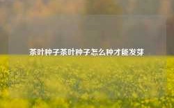 茶叶种子茶叶种子怎么种才能发芽