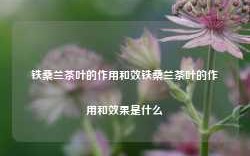 铁桑兰茶叶的作用和效铁桑兰茶叶的作用和效果是什么