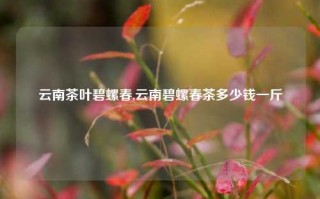 云南茶叶碧螺春,云南碧螺春茶多少钱一斤