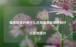 莓茶和茶叶有什么区别莓茶和茶叶有什么区别图片