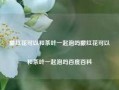 藏红花可以和茶叶一起泡吗藏红花可以和茶叶一起泡吗百度百科