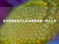 茶叶碧螺春是什么茶,碧螺春茶是一种什么茶