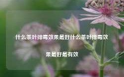 什么茶叶排毒效果最好什么茶叶排毒效果最好最有效