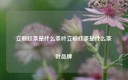 立顿红茶是什么茶叶立顿红茶是什么茶叶品牌