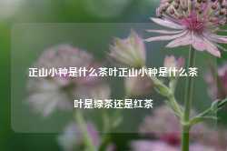 正山小种是什么茶叶正山小种是什么茶叶是绿茶还是红茶-第1张图片-茶叶供应, 茶叶批发, 茶艺知识