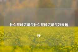 什么茶叶去湿气什么茶叶去湿气效果最好-第1张图片-茶叶供应, 茶叶批发, 茶艺知识