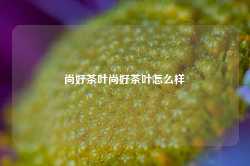 尚好茶叶尚好茶叶怎么样-第1张图片-茶叶供应, 茶叶批发, 茶艺知识